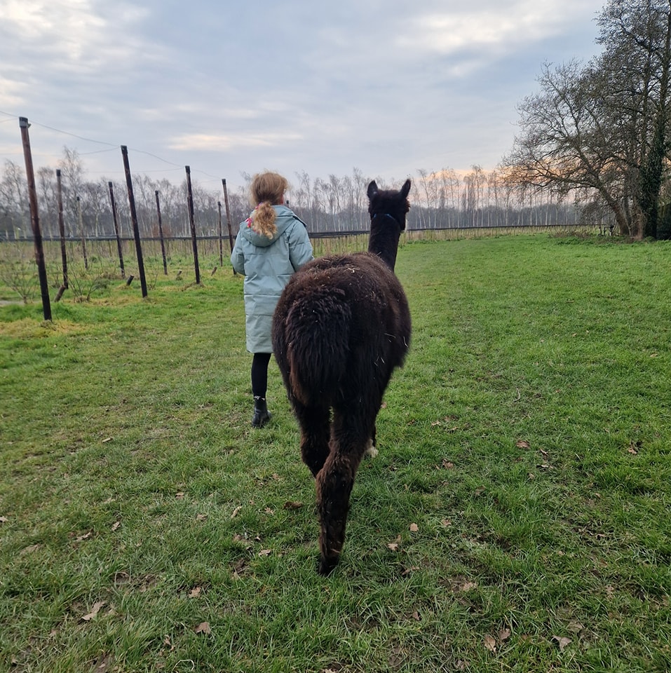 Alpacatrekking2